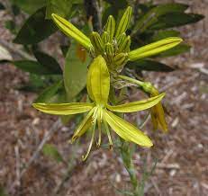 1 bulb available to order from winter 2021 buy lilium 'orange marmalade': Favorite Yellow Flowered Bulbs Pacific Bulb Society