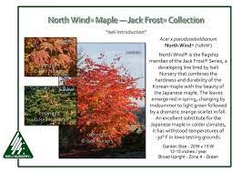 Acer X Pseudosieboldianum North Wind Japanese Maple Trees To Plant Trees And Shrubs