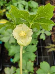 Image result for Podophyllum  peltatum