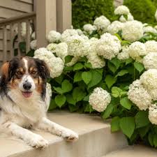Bivvy Pet Insurance Review 2021 This Old House