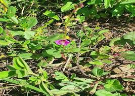 Image result for Talinum portulacifolium