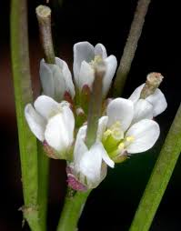 Image result for Cardamine hirsuta