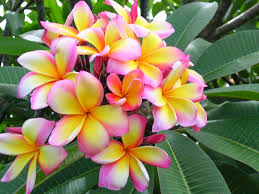Image result for images of beautiful flowers hd