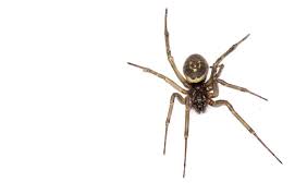 How is a black widow spider bite treated? Ask The Gp A Spider Bit Me In Bed Now That S Creepy The Irish News