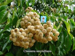 Image result for Clausena