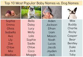 Don't forget to pick a name. Boho Dog Names Boho Design