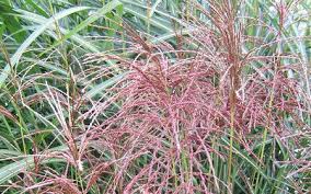 Allgaustauden Hohes Chinaschilf Miscanthus Sinensis Malepartus Chinaschilf Blattpflanzen Und Anpflanzung