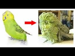 How the blackface budgie got revived!!!!thanks for watching! Birds Lover 2 September 2016