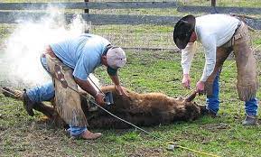 Maybe you would like to learn more about one of these? Livestock Branding Wikiwand