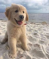 He is ready to go to his new home. Golden Retriever Puppies For Sale And Adoption Home Facebook
