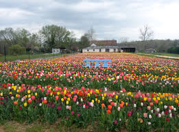 3441 brandon ave sw roanoke, va, va 24018. A Bit Of Holland In Haymarket Prince William Living