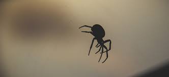 Seu nome científico é loxosceles e ela pertence à família sicariidae. Aranhas Mais Venenosas No Brasil E No Mundo Desentupidora E Dedetizadora Imperio