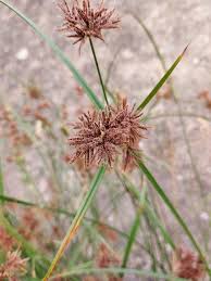 Image result for Cyperus hirtellus