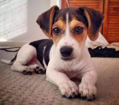 Black And Tan Jack Russell Puppies For Sale In Yorkshire How To Remove Skunk Odor From A Dog Jack Russell Dog Behavior Jack Russell Terrier
