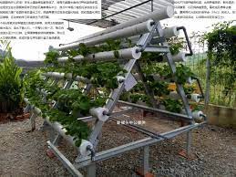 校园里有开心农场 ladder