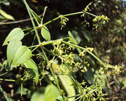 There is a therapy called usnodaka, in. Rubia Cordifolia Wikipedia