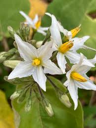 Image result for Solanum torvum