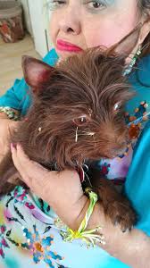 If someone has dog named Gizmo, he's at my house. Message me.