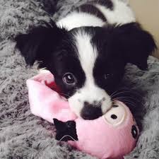 Hope the chihuahua / pug mix (chug) at about 1 year old—hope was rescued from an spca while shown during a visit. The Papillon Chihuahua Mix Your Top 5 Questions Answered Animalso