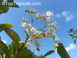 Image result for Ehretia obtusifolia