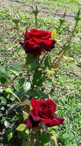 صور ورد Roses Pictures Home Facebook