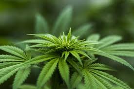 Cbd Oil Cut Seizures In Half For Kids With Dravet Syndrome