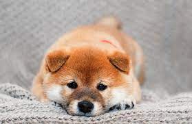 Color, size, and eye color can all drive prices in dogs! How Much Do Shiba Inu Puppies Cost My First Shiba Inu