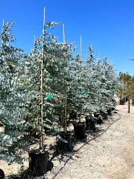 Image result for Eucalyptus