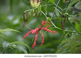 Image result for Colchicaceae