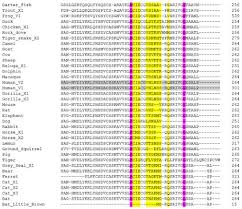 From strongest to weakest, the units are elephant, camel, horse, dog, cat, and rabbit. Animals Free Full Text Interacting Proteins Polymorphisms And The Susceptibility Of Animals To Sars Cov 2