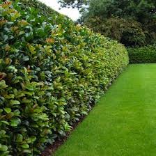 The best shrubs for privacy grow densely, require little maintenance and block a view completely. 11 Living Fences That Look Better Than Chain Link Fence Landscaping Privacy Fence Landscaping Natural Fence