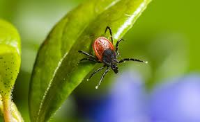 What Is Lyme Pa Lyme Resource Network