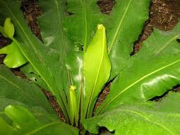 To me, standard room temperature is whatever temperature i can sit relaxed on a sofa for 15 minutes straight and at the end of that time neither be sweating, nor feel like i'm too cold; Local Name Bird Nest Fern Size Of Tree Plants Grow Up To 1 6 Ft 2 Ft Tall Origin Tanzania Japan Malaysia Ph Plants House Plant Delivery Vascular Plant