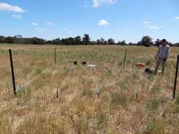 Image result for Leonotis myrothamnifolia