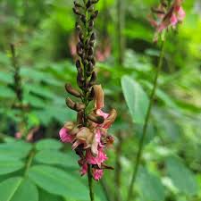 Image result for Indigofera zenkeri