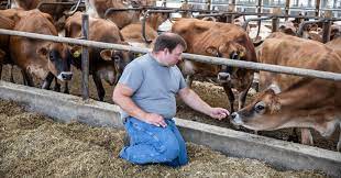 Is Dairy Farming Cruel To Cows The New York Times