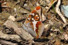 Image result for Apatura iris