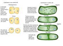 Difference between plant and animal cell cycle. Cytokinesis Wikipedia