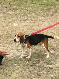 Adopt Sir Walter On Dog Adoption Dogs Beagle Dog