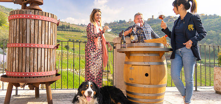 Sunlit Amarone Grape Harvest