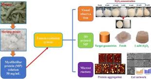 Mcgill calls upon his 37 years of diverse experience in. Effect Of Hydroxyl Radical Induced Oxidation On The Physicochemical And Gelling Properties Of Shrimp Myofibrillar Protein And Its Mechanism Sciencedirect