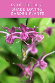 With their wiry spires of flowers, veronicastrums are ideal for adding colour to the back of a border. 31 Of The Best Garden Plants And Evergreen Shrubs For Shade Plants Garden Plants Shade Shrubs