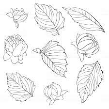 Set Of Beautiful Black And White Dahlia Leaves And Buds Isolated On Black And White Sketches Flower Drawing Design Leaf Drawing