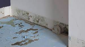Follow with a water and bleach solution: Mold On Drywall Should I Clean Up Or Replace Home Improvement Stack Exchange
