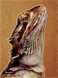 , bearded dragon wallpapers animals town desktop background 1280×720. 8 Bearded Dragon Wallpapers Ideas Bearded Dragon Dragon Bearded Dragon Cute