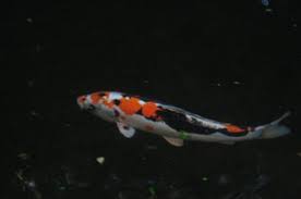 Koi fish resin art, koi pond painting, 3d realistic fish in wooden bowl resinpainting3d 4.5 out of 5 stars (9) $ 46.52. The Ultimate Koi Pond 15 Steps With Pictures Instructables