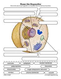 Exploringnature.org animal cell organelles quiz. Cell Organelle Labeling Activity
