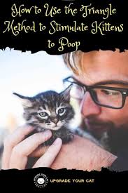 It's two weeks until she's old enough use capstar. How To Use Triangle Method To Stimulate Kitten To Poop Upgrade Your Cat