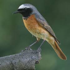Gartenrotschwanz Stimme Gesang Ruf Horen Gartenrotschwanz Einheimische Vogel Vogel Als Haustiere