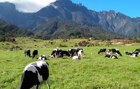The misty peaks in the distance and the cows grazing on the grass form a beautiful landscape, creating. Full Day Kundasang Kota Kinabalu City Highlights Tour Jom Travel Local